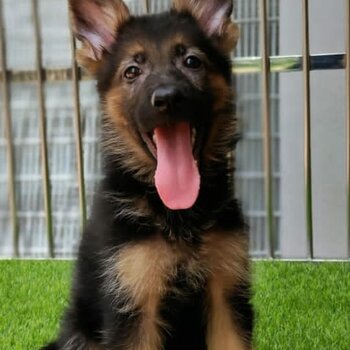 German Shepherd Puppy For Sale (Imported lineage)(019 - 480 6689 Grace)