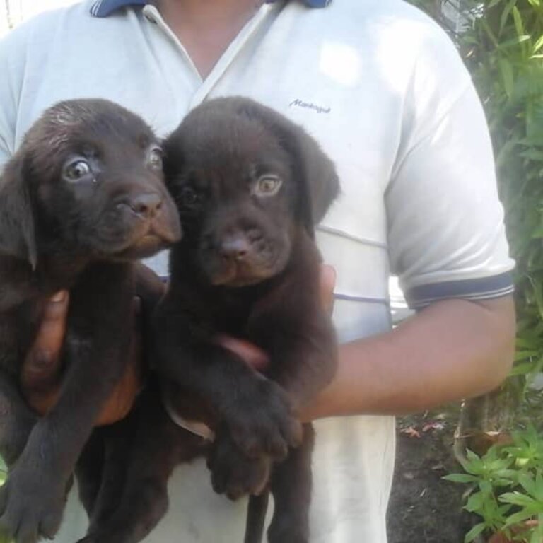 Labrador Puppy For Sale Malaysia (019 - 480 6689 Grace)