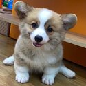 Long Coat Welsh Corgi Puppy For Sale Malaysia (Imported from Vietnam) (019 - 480 6689 Grace)-0