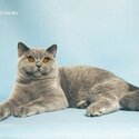 British Shorthair QUASAR CREATOR-1