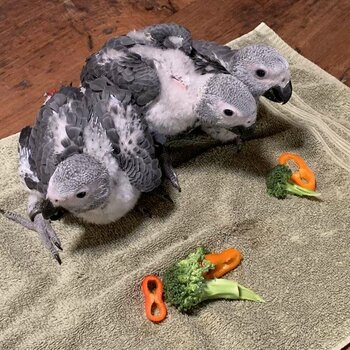 African grey parrots