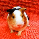 Guinea Pig | Tikus Belanda Brown+white-5