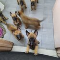 Puppies Belgium Malinois-5