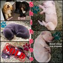 Shihpoo puppies -1