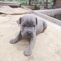 Cane Corso Puppy For Sale (Italian Mastiff Puppy)(019 - 480 6689 Grace)-3