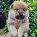 Shiba Inu Puppy For Sale (Imported &amp; Champion lineage)(019 - 480 6689 Grace)-2