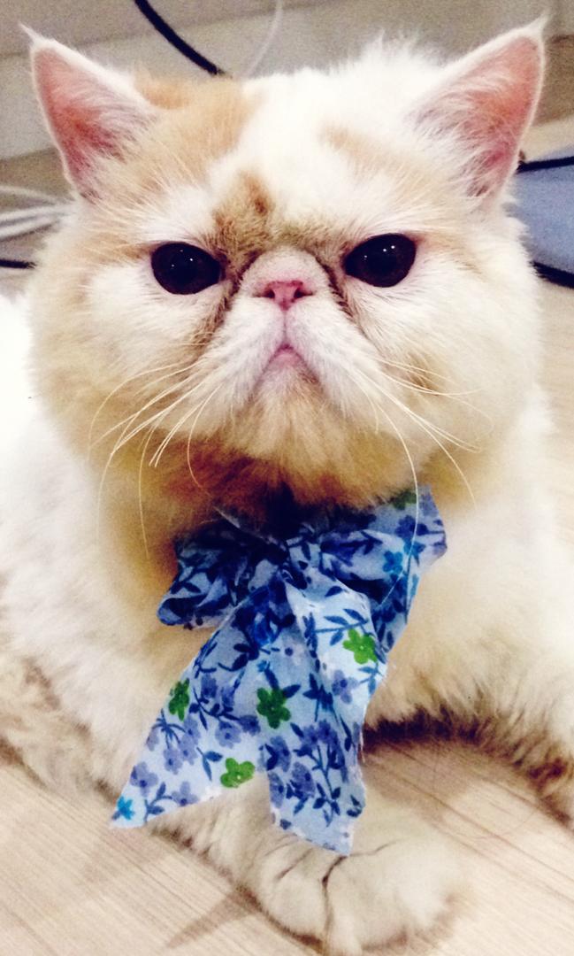 Exotic Persian Flat Face Male