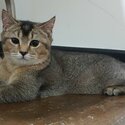 Ready to Rehome: British Shorthair-0