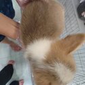 Welsh Corgi Puppy For Sale @ Malaysia (019 - 480 6689 Grace) -5