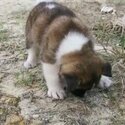 Akita Puppy For Sale (019 - 480 6689 Grace)