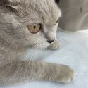 British Shorthair mix cat-2