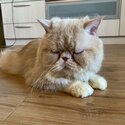 Selling our adorable FlatFace Persian male 2yrs old-1