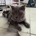 Cat for sale-3