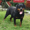 Rottweiler Puppy For Sale (Imported lineage)(019 - 480 6689 Grace) -2
