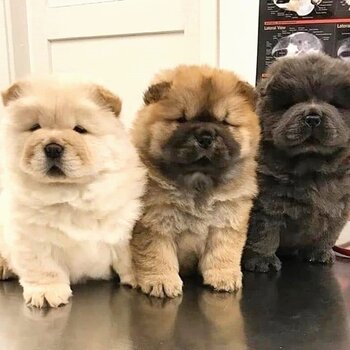 Healthy chow chow Puppies