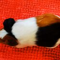 Guinea Pig | Tikus Belanda Brown+white-4