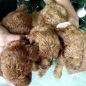 Toy Poodle Puppy For Sale (019 - 480 6689 Grace)-4