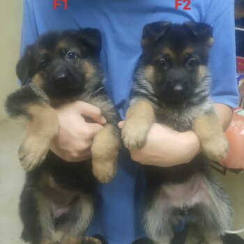 German Shepherd Puppy For Sale Malaysia (Imported lineage)(019 - 480 6689 Grace) 