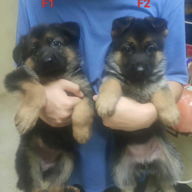 German Shepherd Puppy For Sale Malaysia (Imported lineage)(019 - 480 6689 Grace) 