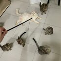 Bengal x Maine Coon x British Shorthair Mix Kittens For Sale-2