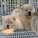 Reg, Chow chow Puppies| WhatsApp +601117225019 -2