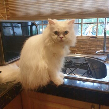 Pure Persian - Female White 