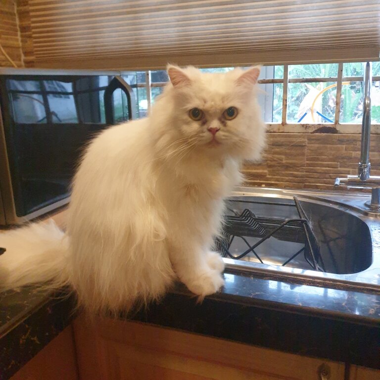 Pure Persian - Female White 