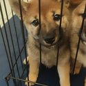 Female Shiba Looking for Forever Home-2