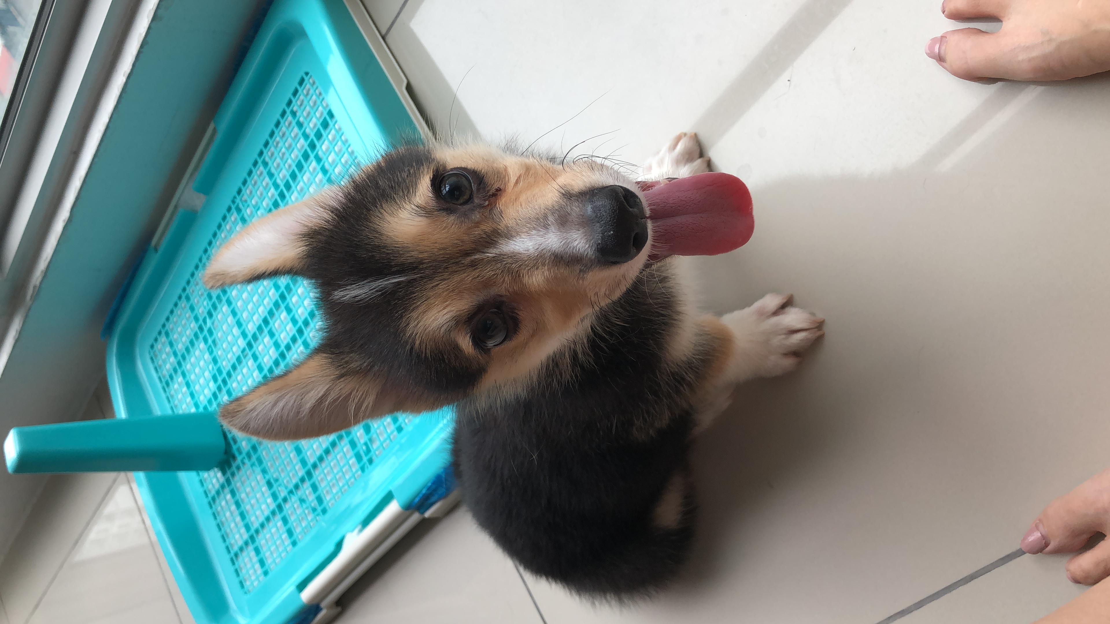 Corgi Male Puppy For Sale!