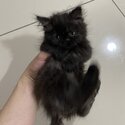 Pure Persian Kittens (includes vaccination, deworming, grooming, adaptation food, cage, delivery)-3