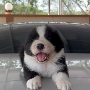 Border Collie Puppy For Sale（边界牧羊犬 幼犬）(019 - 480 6689 Grace)