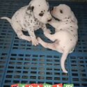 Dalmation Puppy For Sale Malaysia (019 - 480 6689 Grace)-2
