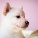 Shiba Inu Puppy For Sale (Imported lineage)(019 - 480 6689 Grace)-0