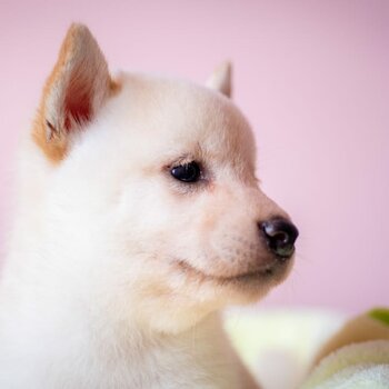 Shiba Inu Puppy For Sale (Imported lineage)(019 - 480 6689 Grace)