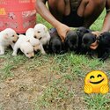 Labrador Puppy For Sale (Imported & Champion lineage)(019 - 480 6689 Grace)