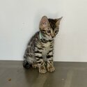 Bengal kittens Available