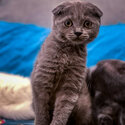Male Scottish Fold for Sell -2