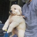 Golden Retriever Puppy For Sale (Imported lineage)（黄金猎犬 幼犬）(019 - 480 6689 Grace)