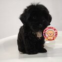 Toy Poodle Female Short Leg-0