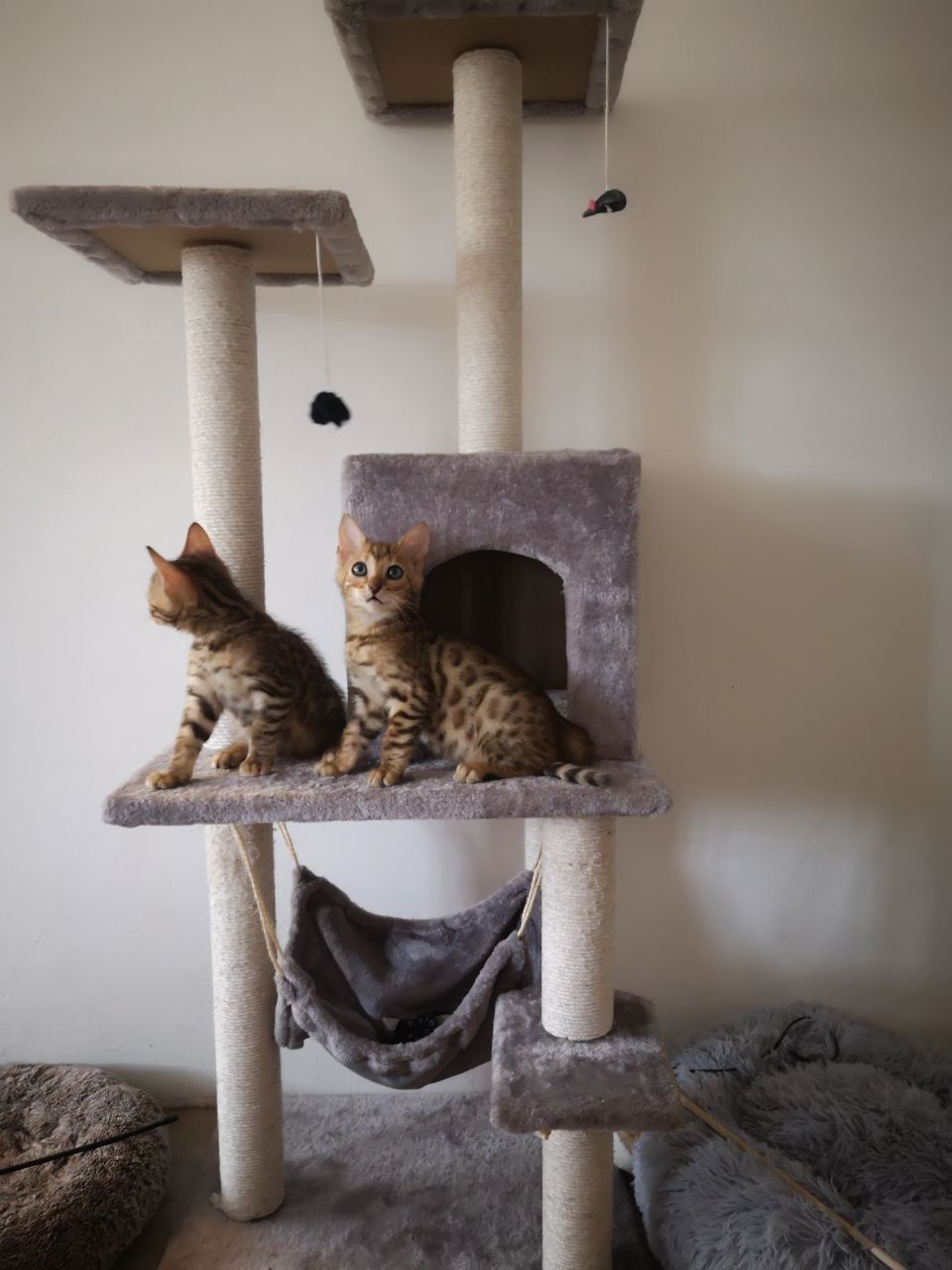 Pure Breed Bengal Kittens (Male)