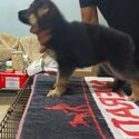 German Shepherd Puppy For Sale Malaysia (Imported lineage)(019 - 480 6689 Grace) -2