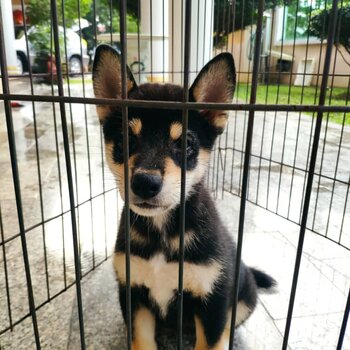 Shiba Inu Puppy For Sale (Imported & Champion lineage)（柴犬 幼犬）(019 - 480 6689 Grace)