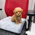 POODLE TOY FOR SALE NEWBORN -3