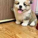 Long Coat Welsh Corgi Puppy For Sale (Imported from Vietnam) (019 - 480 6689 Grace)-1