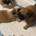 Puppies for sale -3