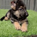 German Shepherd Puppy For Sale (Imported lineage)(019 - 480 6689 Grace)-2