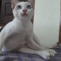 White Siamese kitten-1