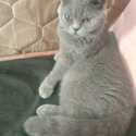Captivating British Shorthair for selling/rehoming -2