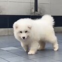 Samoyed Puppy For Sale (Imported from Vietnam) (019 - 480 6689 Grace) -1