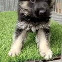 German Shepherd Puppy For Sale (Imported lineage)(019 - 480 6689 Grace)-4